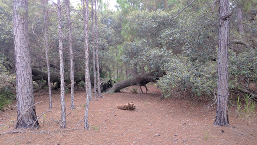 Split Oak Forest