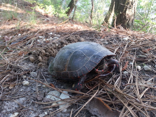 Nature Preserve «Maurice River Bluffs Preserve», reviews and photos, Silver Run Rd, Millville, NJ 08332, USA
