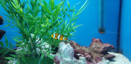 Pet Store «Fish 4 U», reviews and photos, 4010 Highland Dr #1, Millcreek, UT 84124, USA