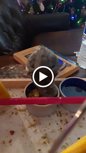 Pet Supply Store «Pet World», reviews and photos, 6527 Centralia Rd, Chesterfield, VA 23832, USA