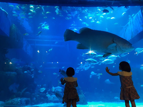Jakarta aquarium