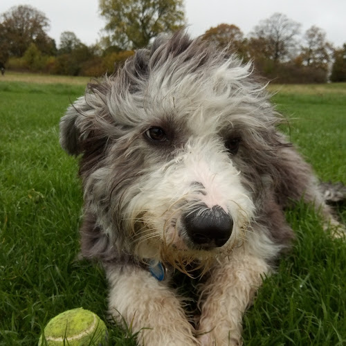 Camden Hounds - Dog trainer