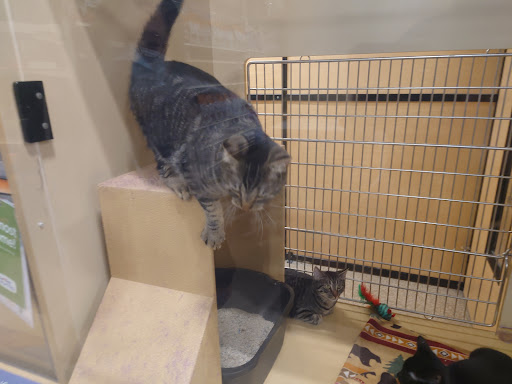 Pet Supply Store «PetSmart», reviews and photos, 2440 E Charleston Rd, Mountain View, CA 94043, USA