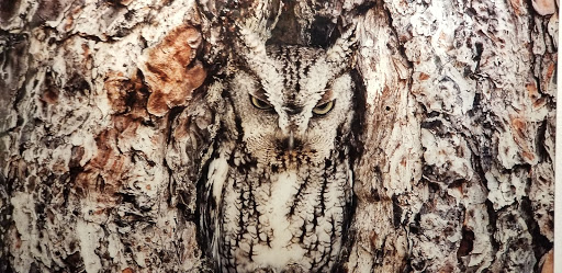 Art Gallery «National Geographic | Fine Art Galleries», reviews and photos, 607 E Las Olas Blvd, Fort Lauderdale, FL 33301, USA