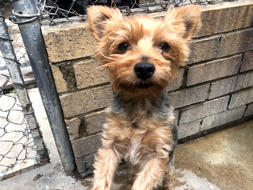 Maltese, French poodle and Yorkie Rescue