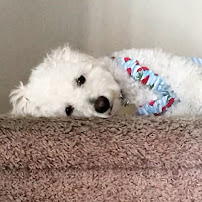 Austin Pet Sitting Services - Photo 3 - Car repair in Austin, TX, Round Rock