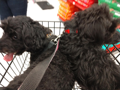 Pet Supply Store «Petco Animal Supplies», reviews and photos, 6280 S Westnedge Ave, Portage, MI 49002, USA