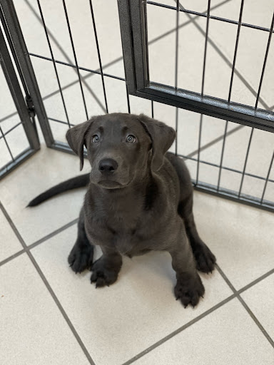 Pet Store «Puppies N Love», reviews and photos, 7700 W Arrowhead Towne Center, Glendale, AZ 85308, USA