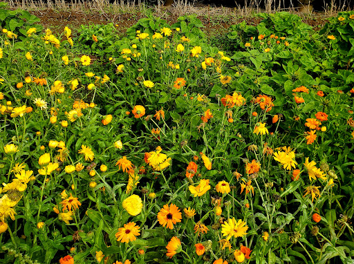 Market «E Z Orchards Farm Market», reviews and photos, 5504 Hazelgreen Rd NE, Salem, OR 97305, USA