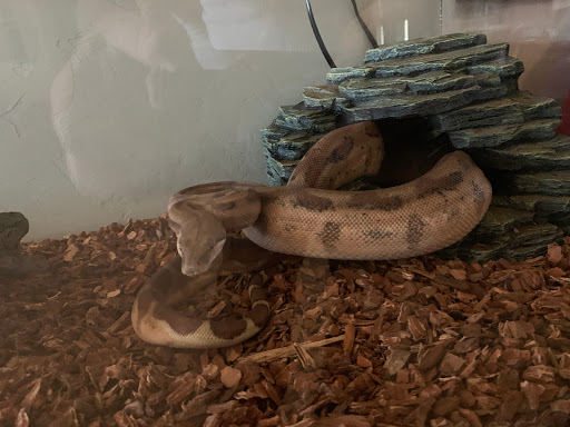 Reptile Store «An Exotic Reptile Pet Shop», reviews and photos, 3115 N 1st Ave, Tucson, AZ 85719, USA