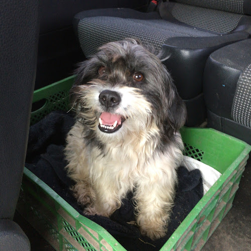 Comentarii opinii despre Servicios Veterinarios Rojas y Barros Ltda