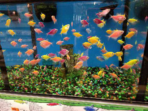 Pet Supply Store «Pet Supplies Plus», reviews and photos, 3196 Erie Blvd E, Syracuse, NY 13214, USA