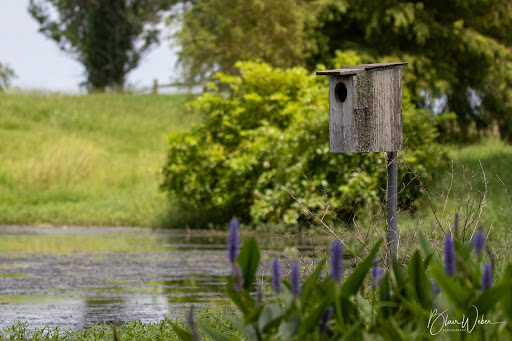 Golf Club «The Island Golf Club and Restaurant», reviews and photos, 23550 Myrtle Grove Rd, Plaquemine, LA 70764, USA