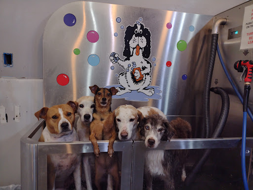 Pet Groomer «Belly scRubs Self Service Pet Wash», reviews and photos, 119 WV-34 #1, Hurricane, WV 25526, USA