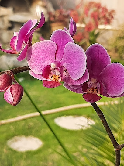 Exotic Orchid Nursery