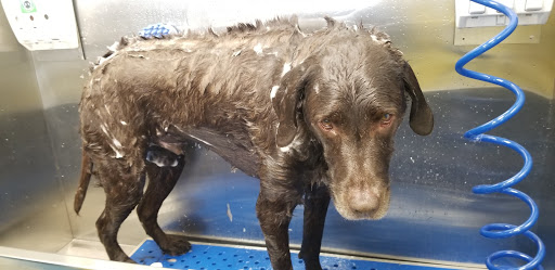 Pet Store «Dog Wash Etc», reviews and photos, 1037 Forest Ave, Portland, ME 04103, USA