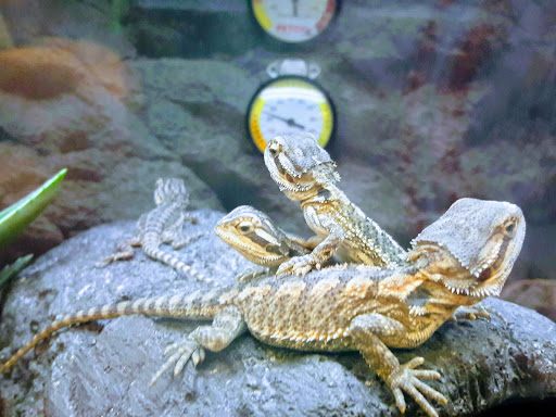 Pet Supply Store «Petco Animal Supplies», reviews and photos, 3372 Cobb Pkwy NW #300, Acworth, GA 30101, USA