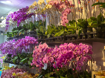 Nhà Phân Phối Lan Hồ Điệp Orchids World