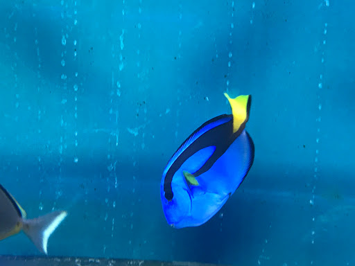 Pet Store «Acuario Piscis», reviews and photos, 3040 W Cermak Rd, Chicago, IL 60623, USA