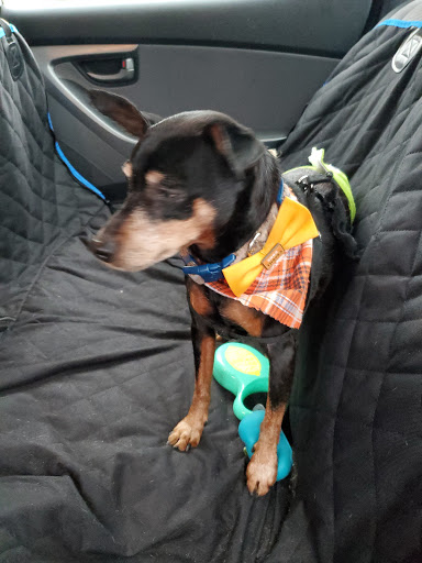 Pet Supply Store «Health Mutt», reviews and photos, 6116 N Central Ave, Tampa, FL 33604, USA