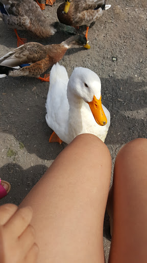 Park «Commonwealth Lake Park», reviews and photos, SW Butner Rd & SW Huntington Ave, Cedar Hills, OR 97225, USA