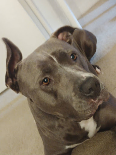 Pet Supply Store «PetSmart», reviews and photos, 26532 Towne Centre Dr, Foothill Ranch, CA 92610, USA