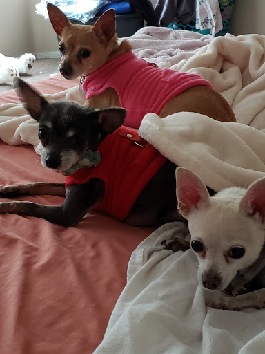 Pet Supply Store «PetSmart», reviews and photos, 1561 N Dysart Rd, Avondale, AZ 85323, USA