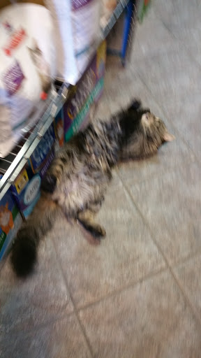 Pet Store «Pets On the Run», reviews and photos, 2920 Hoyt Ave S, Astoria, NY 11102, USA