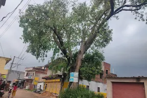 Peepal Tree Sultan Nagar Chas image
