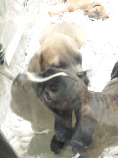 Pet Supply Store «Your Pet Experts», reviews and photos, 1665 State Hill Rd #490, Wyomissing, PA 19610, USA