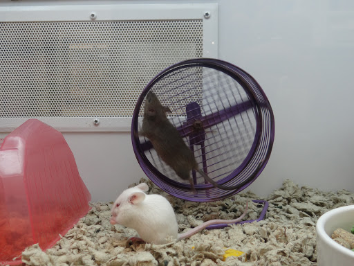 Pet Supply Store «Petco Animal Supplies», reviews and photos, 11331 W Broad St #151, Glen Allen, VA 23060, USA