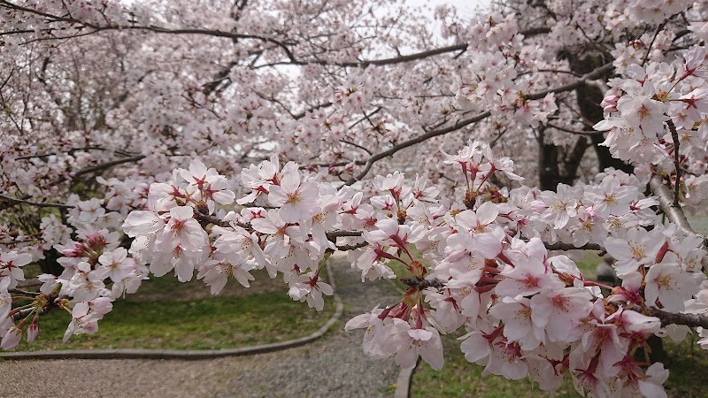 宮川堤の桜