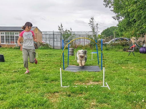 Dog Training for Essex & Suffolk LTD