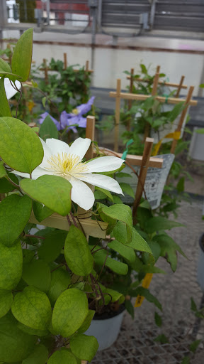 Garden Center «Nanticoke Gardens», reviews and photos, 1543 Union Center Maine Hwy, Endicott, NY 13760, USA