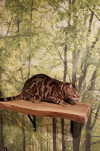 The Spaw - Photo 9 - Car repair in Tustin, CA, Mission Viejo