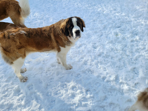 Dog Day Care Center «Dog Days Daycare Center», reviews and photos, 281 Roycefield Rd, Hillsborough Township, NJ 08844, USA