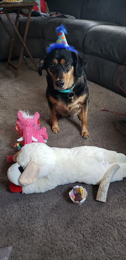 Pet Supply Store «Pet Source», reviews and photos, 620 Constitution Ave, Littleton, MA 01460, USA