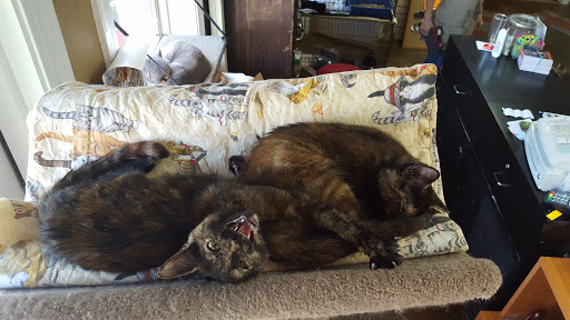 Pet Supply Store «Cat Shoppe & Dog Store», reviews and photos, 2824 Bransford Ave, Nashville, TN 37204, USA