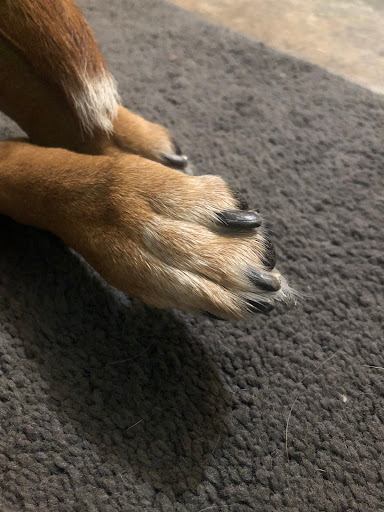 Pet Supply Store «Petco Animal Supplies», reviews and photos, 3380 124th Ave NW, Coon Rapids, MN 55433, USA