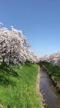 佐保川の桜並木