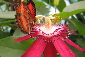 Allgäu Schmetterling- Experience image