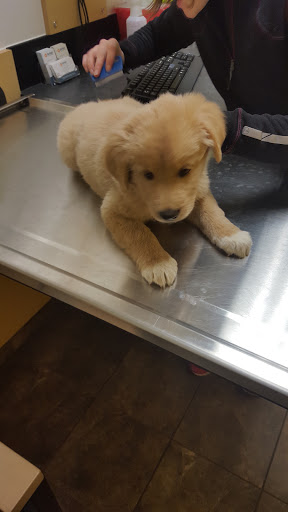 Pet Supply Store «PetSmart», reviews and photos, 4400 Fort Jackson Blvd #300, Columbia, SC 29209, USA