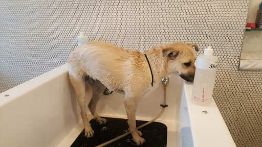 Pet Groomer «Bubbly Paws Dog Wash & Grooming», reviews and photos, 949 Grand Ave, St Paul, MN 55105, USA