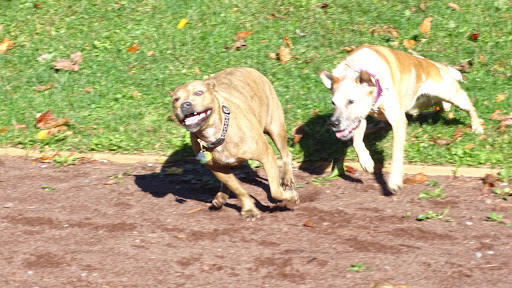 Dog Trainer «Awesome Dawgs Dog Training LLC», reviews and photos, 3052 Pricetown Rd, Temple, PA 19560, USA