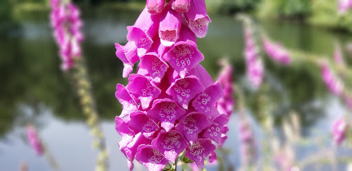 Museum «Cranberry Museum», reviews and photos, 2907 Pioneer Rd, Long Beach, WA 98631, USA