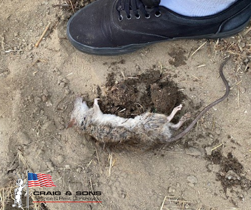 Craig & Sons Termite & Pest Control, Inc image