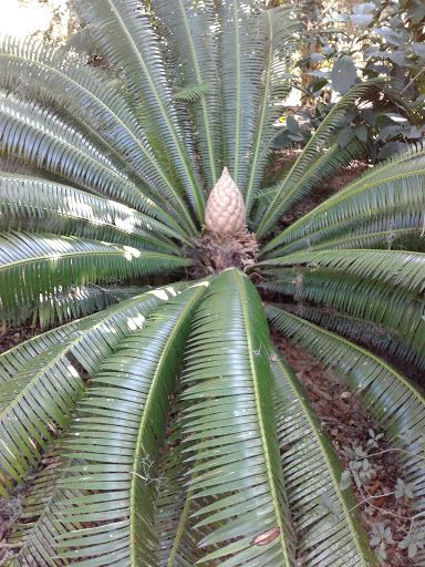 Garden «Bok Tower Gardens», reviews and photos, 1151 Tower Blvd, Lake Wales, FL 33853, USA