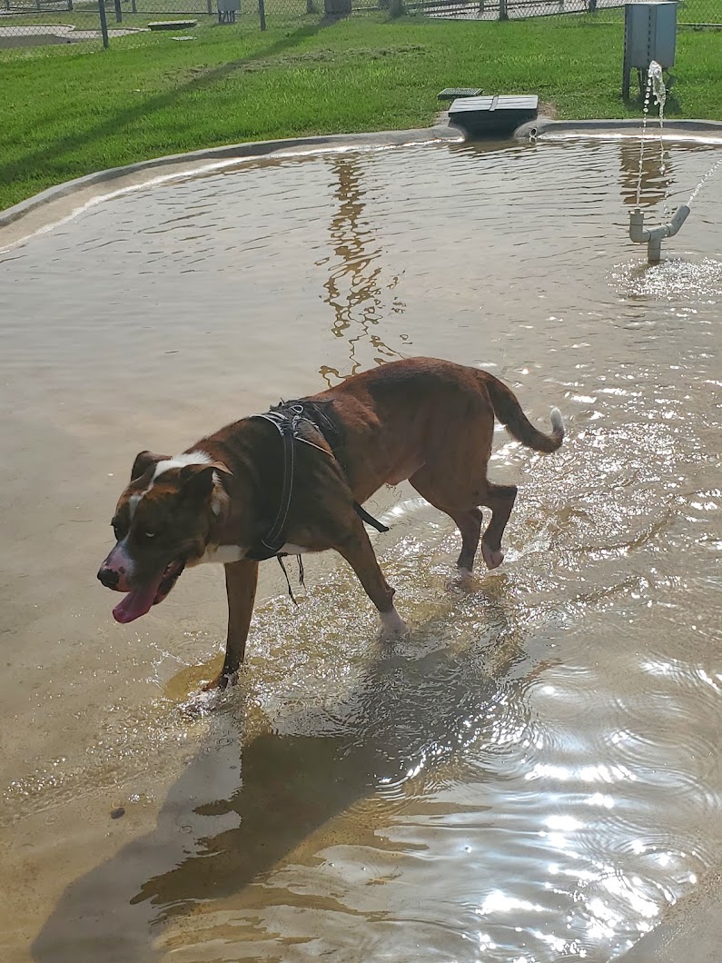 Dog Park at Deussen Park