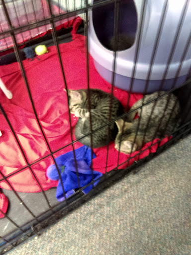 Pet Store «Friendly Pets», reviews and photos, 625 Friendly Center Rd, Greensboro, NC 27408, USA