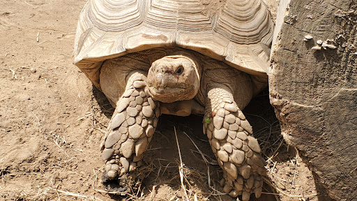 Animal Shelter «Animal Adventures Family Zoo & Rescue Center», reviews and photos, 336 Sugar Rd, Bolton, MA 01740, USA